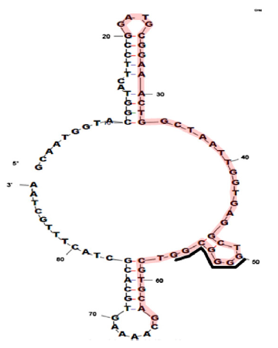 aptamer 1 structure