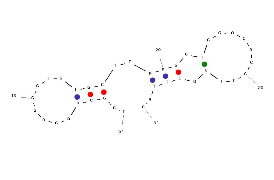 AptHis-C structure