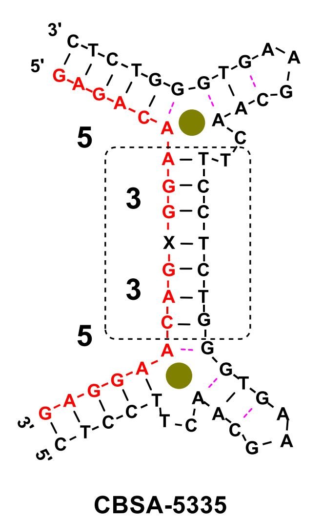 CBSA-5335 SF structure