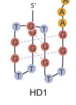 Thrombin structure