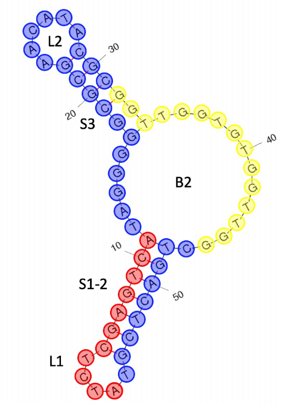 CTBA4T-B1 structure