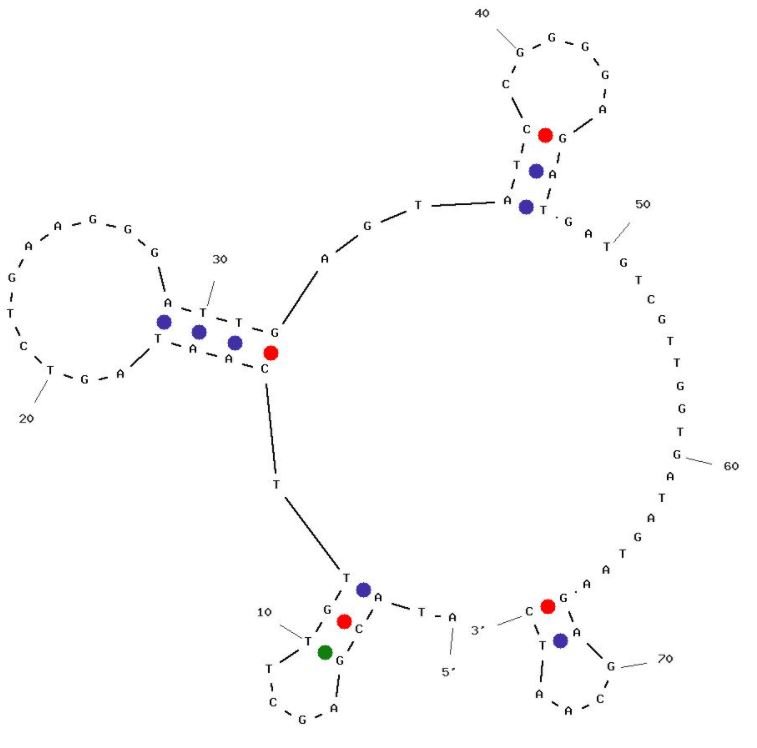 H6 structure