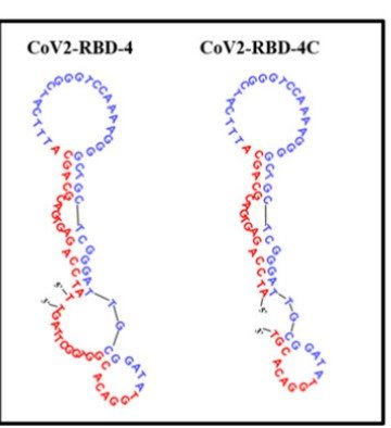 CoV2-RBD-4C structure