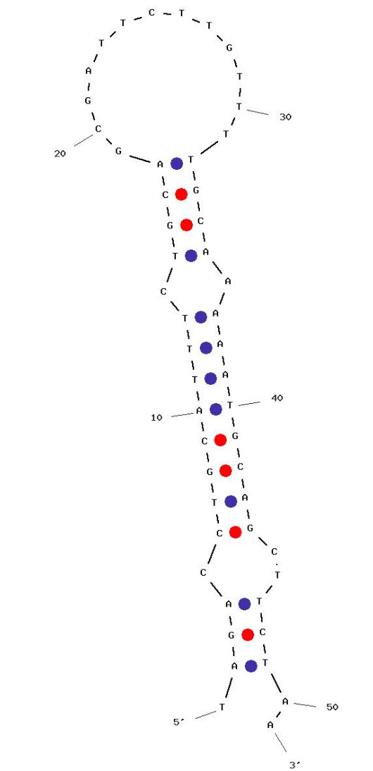 Aptamer ILU-01107c against Creatine kinase-MM (CK-MM) structure