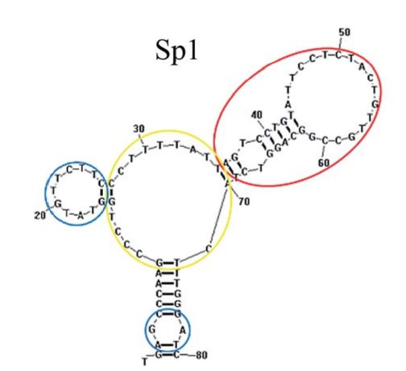 Sp1 structure