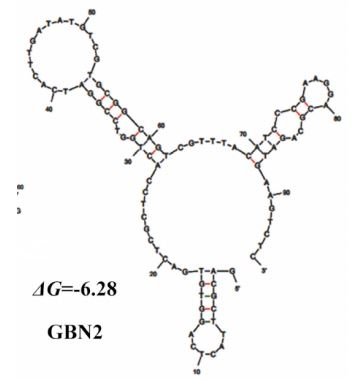 GBN2 structure
