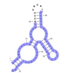 Chagas Apt-79 structure