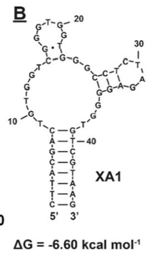 XA1 structure