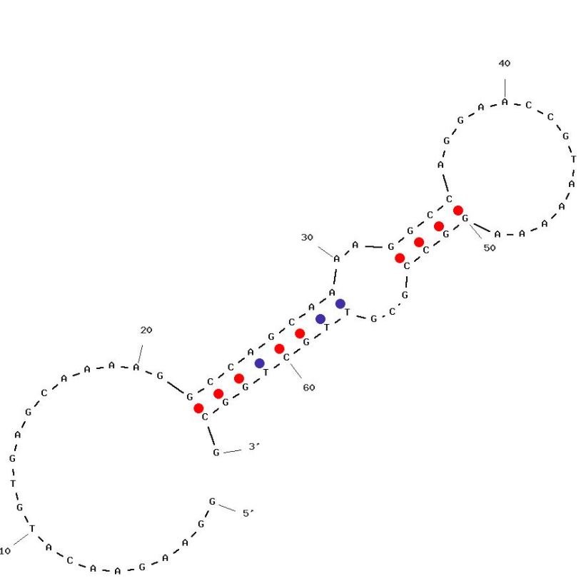 GNP DV2 structure