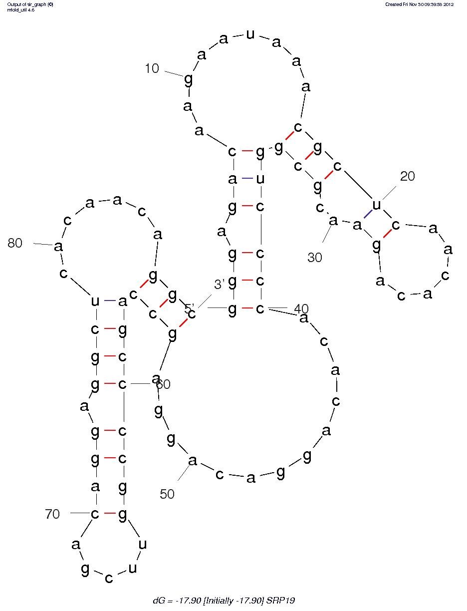 Signal Recognition Particle 19 (SRP19) structure