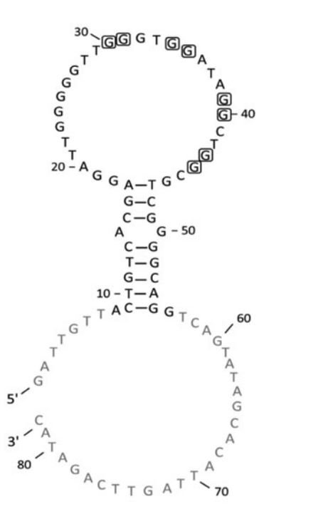 G-NB3 structure