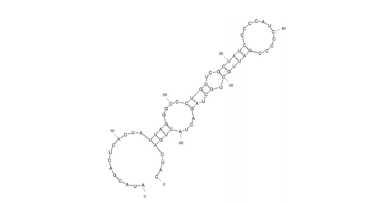 2mHNE-5 structure