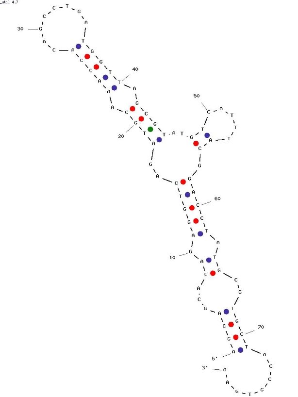 NPYApt-1 structure