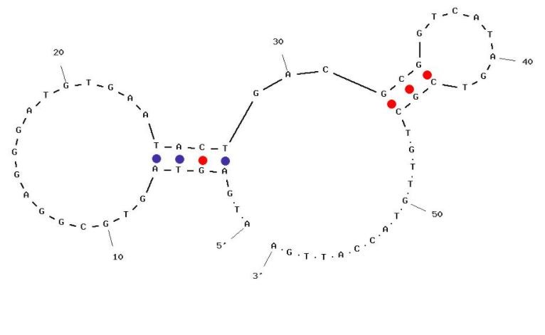 OC10 structure