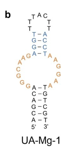 UA-Mg-1 structure