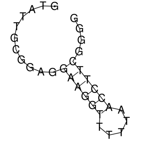 A-10 Excised Adenosine Aptamer structure