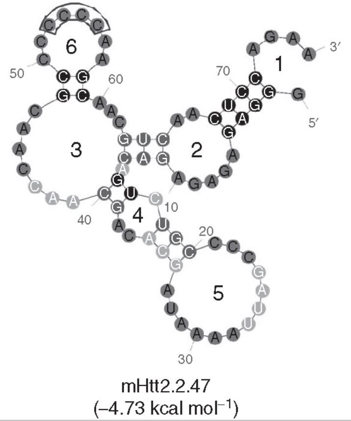 mHtt2.2.47 structure