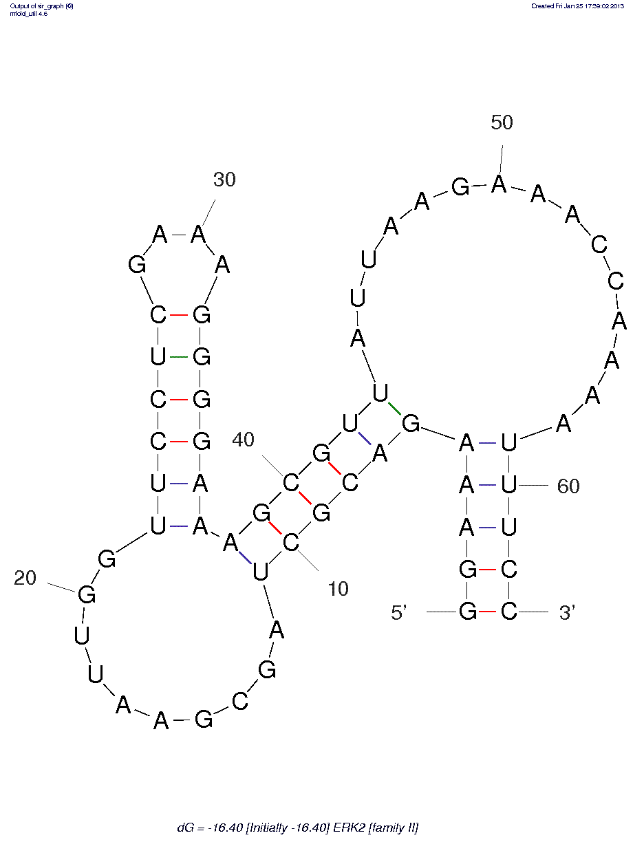 ERK1/ ERK2 (Family II – Truncated) structure