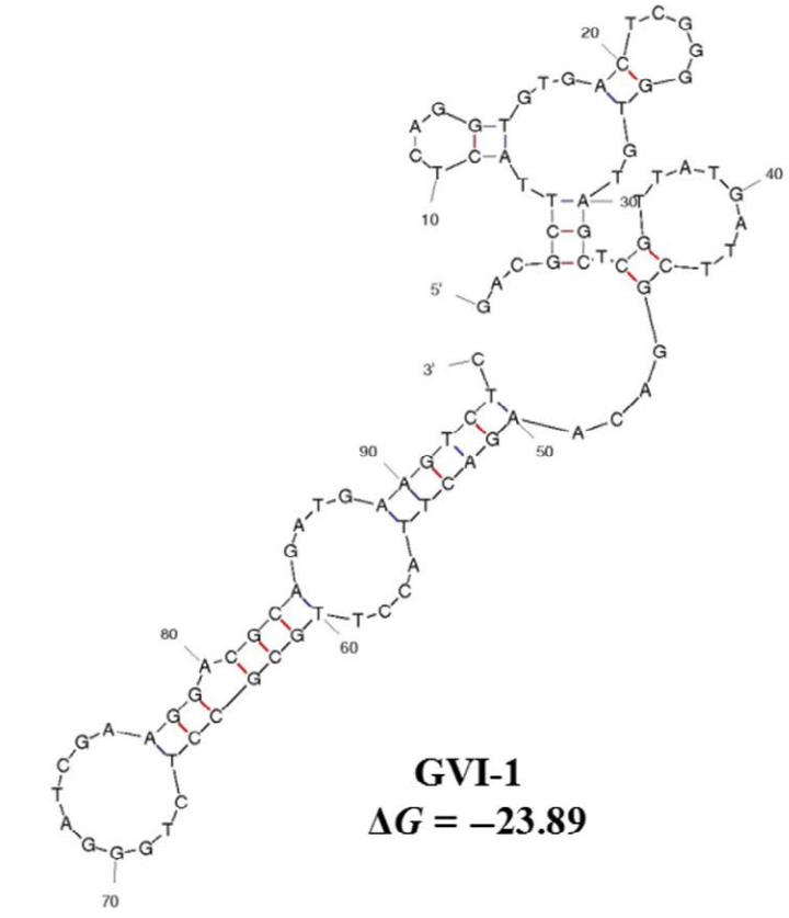 GVI-1 structure