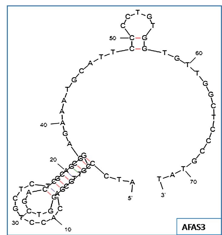 Aflatoxin M1 Aptamer (AFAS3) structure