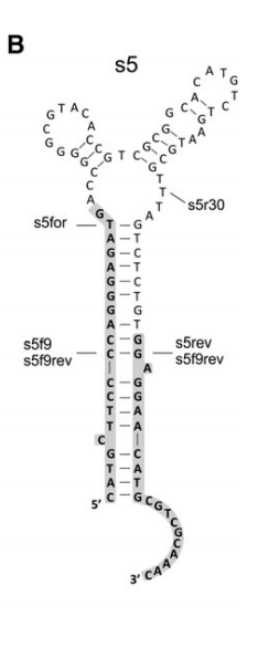 s5rev structure