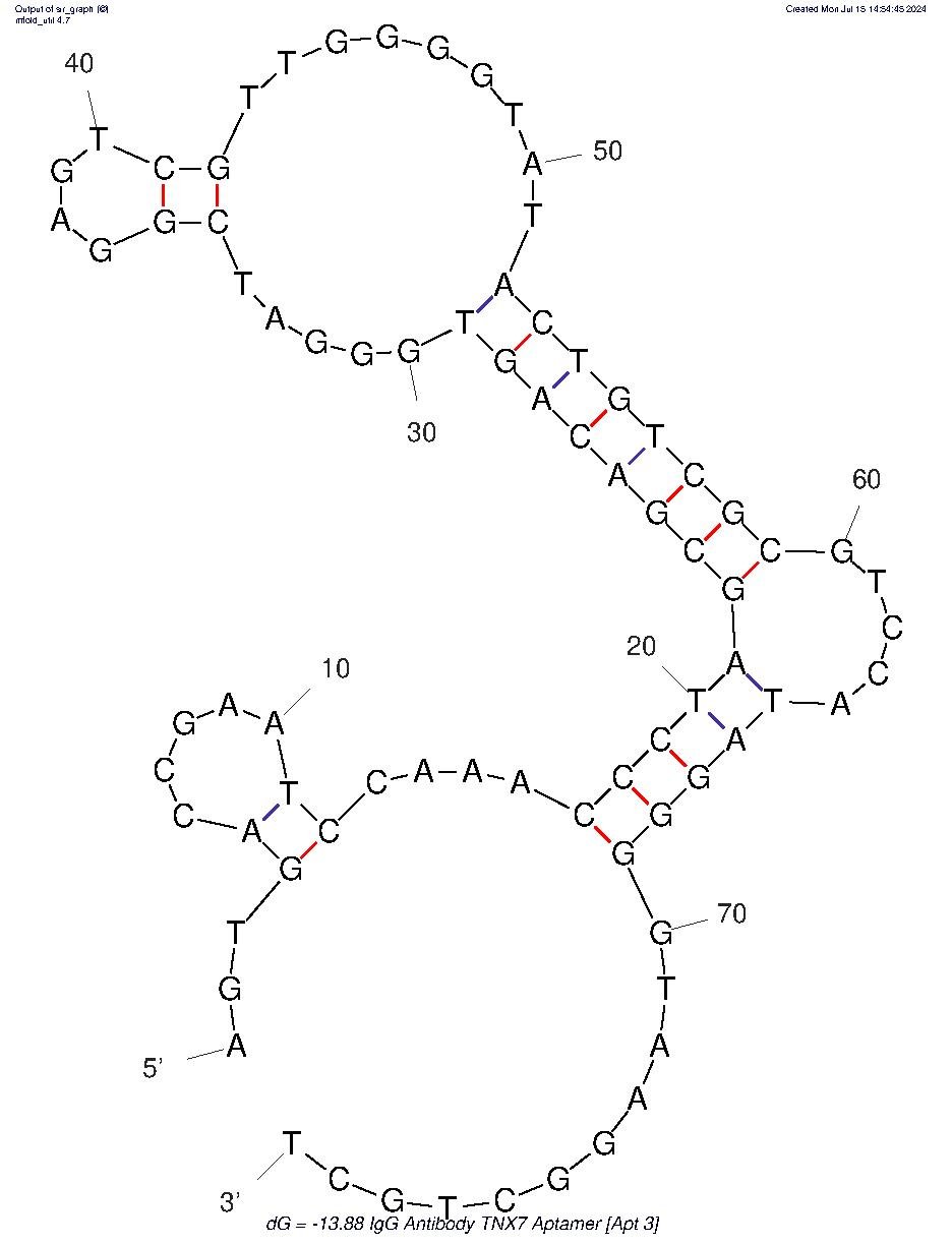 IgG Antibody TNX7 Aptamer (Apt 3) structure