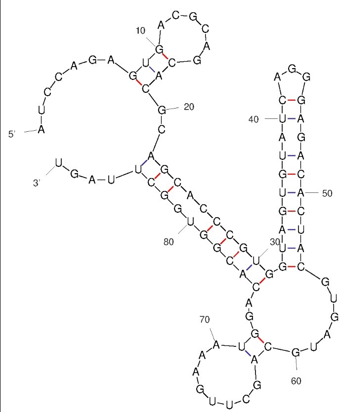 A1 structure