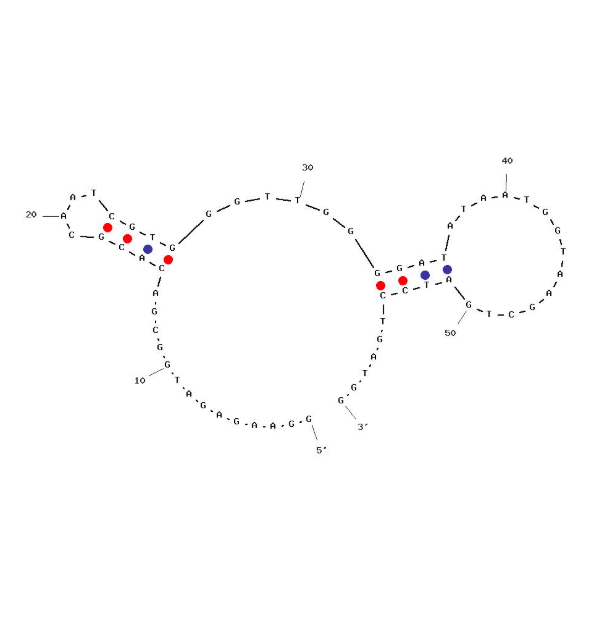 R7-02 ssDNA aptamer scaffold for SARS-CoV-2 RBD (HOLD-selected) structure