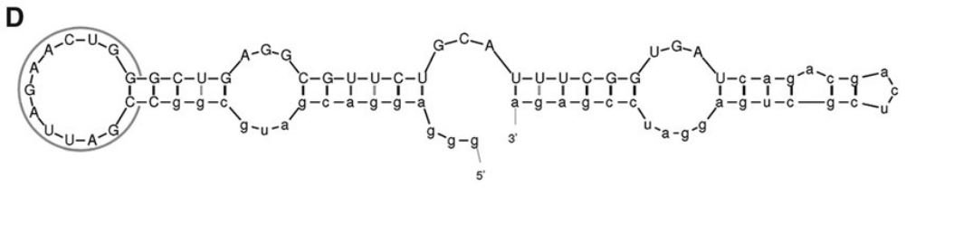 DE3A structure