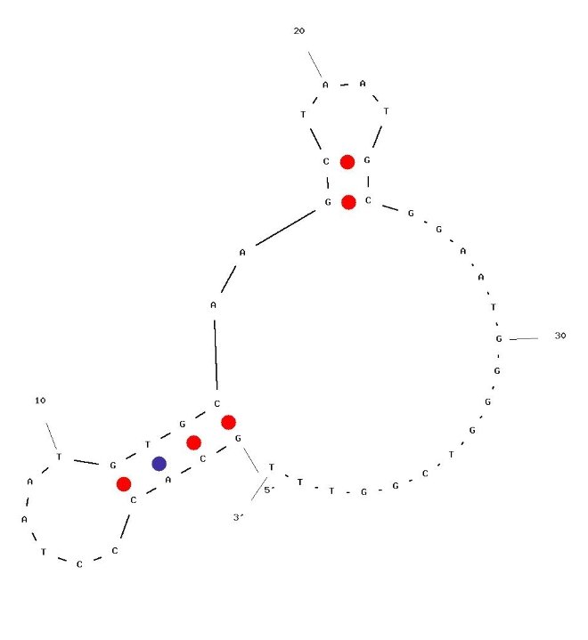 C5aApt-1 structure