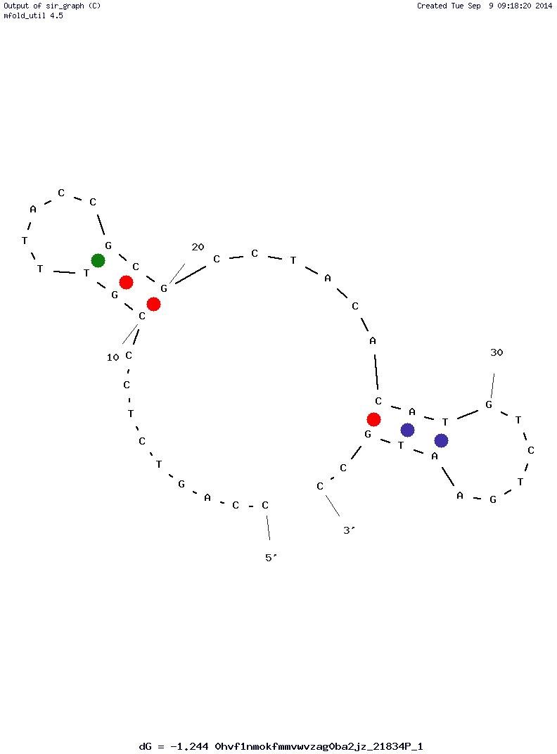 Celiac disease Aptamer (Gli4) structure