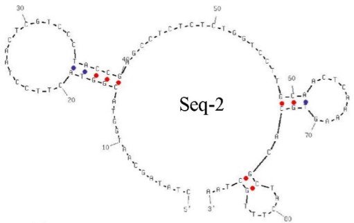 Seq-2 structure