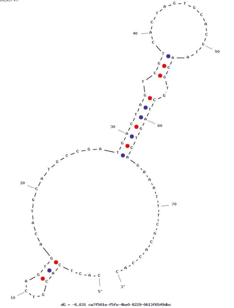 T2 structure