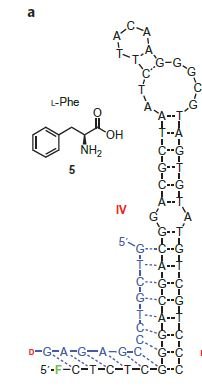 Phenylalanine-Cp*Rh(III) sensor structure