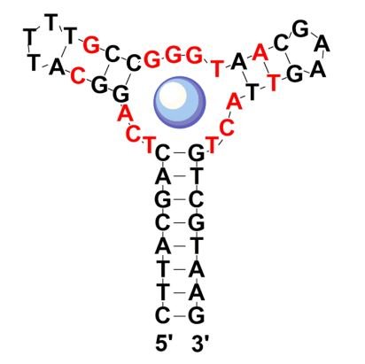 Aptamer MA structure