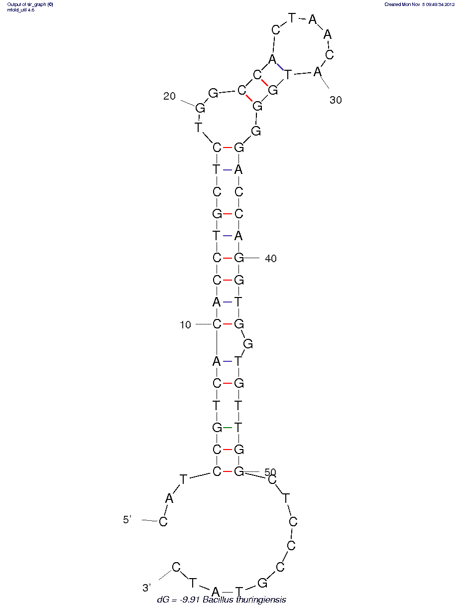Bacillus thuringiensis spores structure