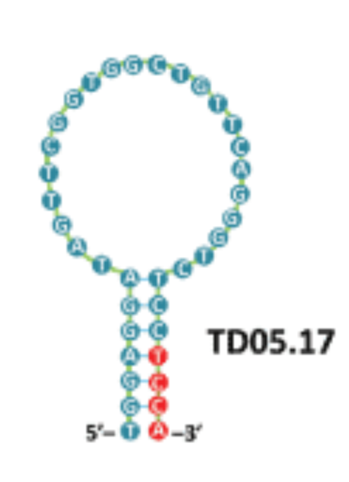 TD05.17 structure
