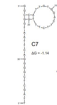 C7 structure