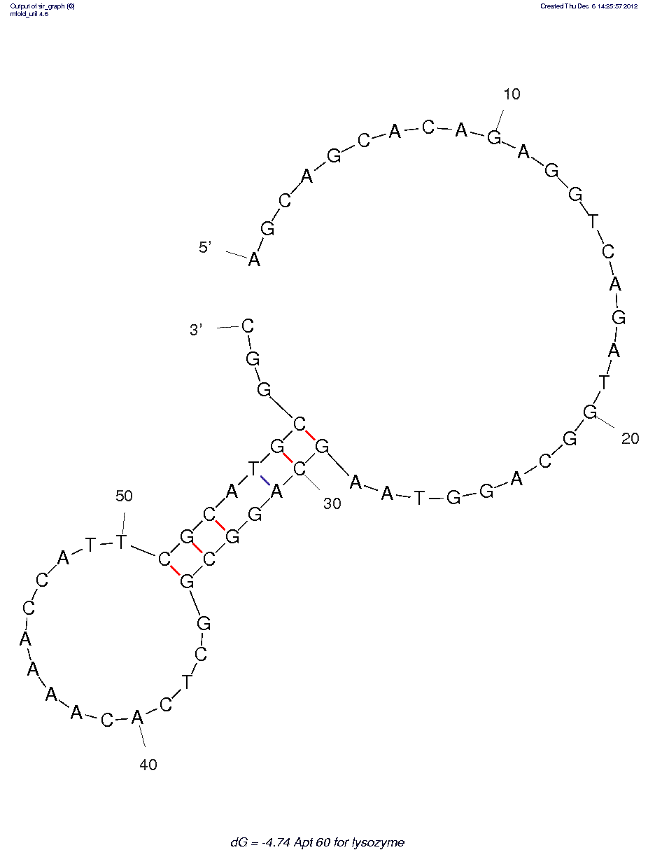 Lysozyme (Apt 60) structure