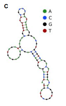 A2 structure