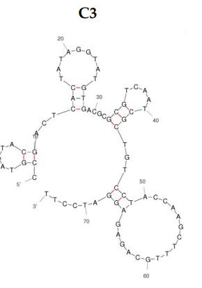 C3A WWP1 E3 ligase structure
