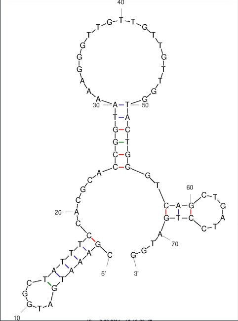 Apt-E1(Erythromycin-Resistant Methyltransferase (Erm) structure