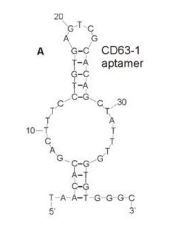 CD63-1 structure