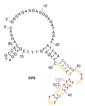 SP6 structure