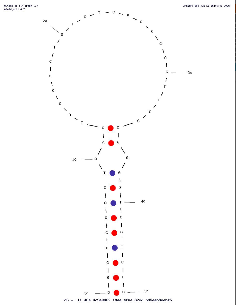 OM9 Aptamer against Morphine-Like Opioids structure