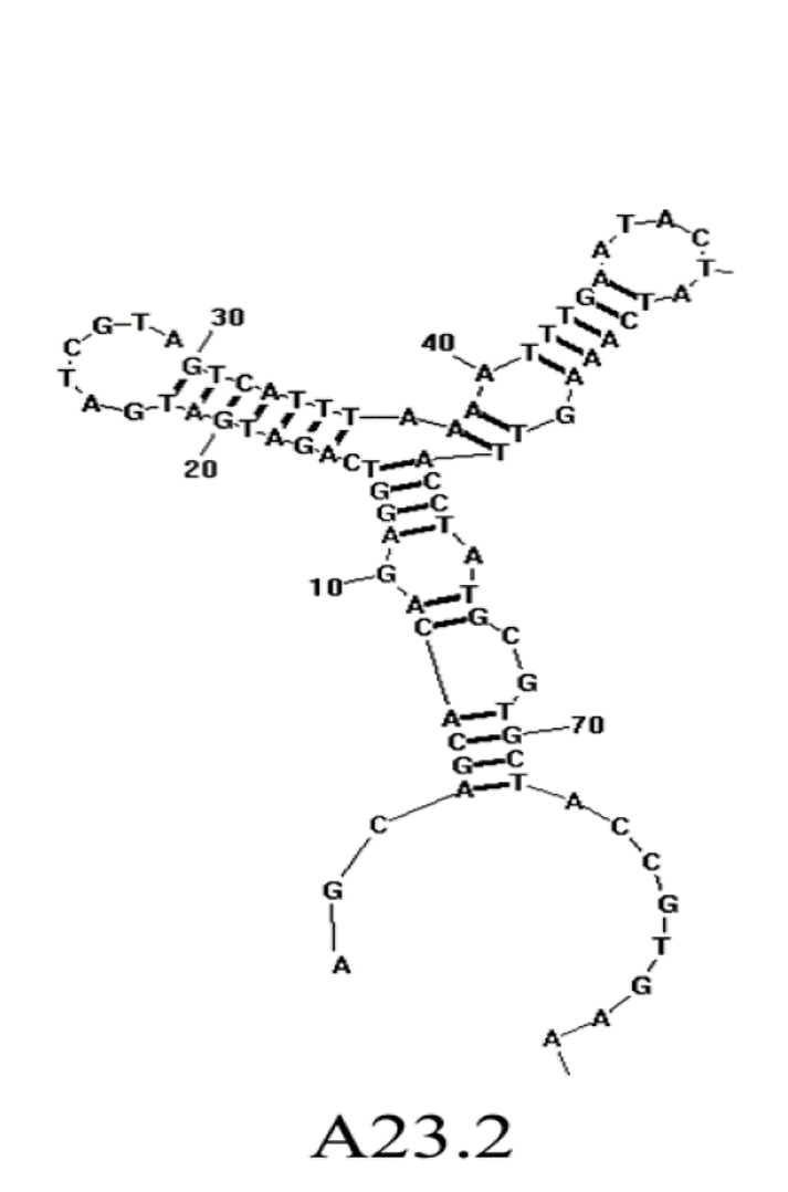 A23.2 structure