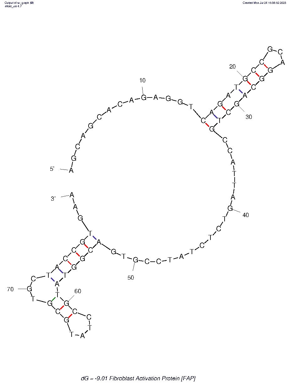 Fibroblast Activation Protein (FAP) AptFAP-A4 structure