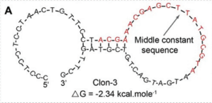 Clon-3 structure