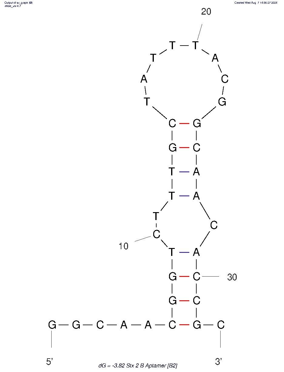 Stx 2 B Aptamer (B2) structure