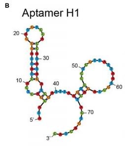 H1 structure